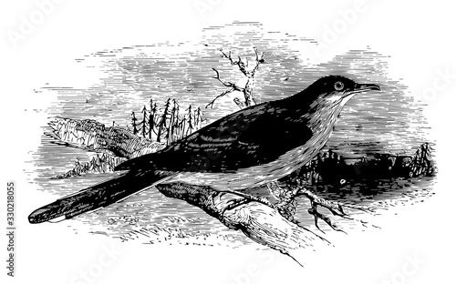 Black billed cuckoo, vintage illustration.