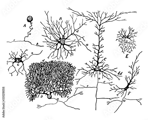 Nerve Cells, vintage illustration