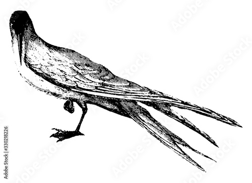 Tern, vintage illustration.