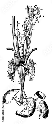 Pneumogastric Nerve Distribution, vintage illustration.