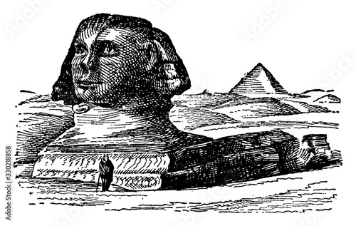 Sphinx, andro-sphinxes, vintage engraving.