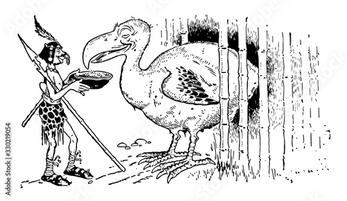 Dodo, vintage illustration.