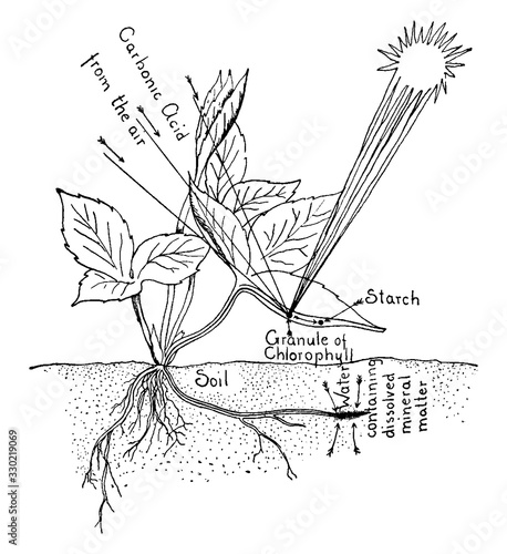 Starch, vintage illustration.