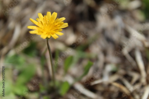 Pretty Yellow Flower
