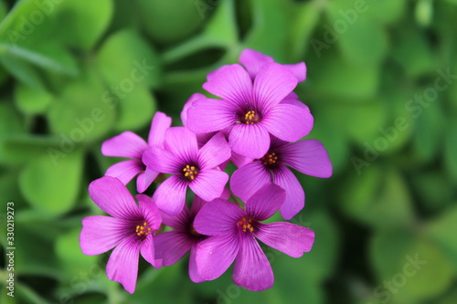 Pretty Pink Flowers
