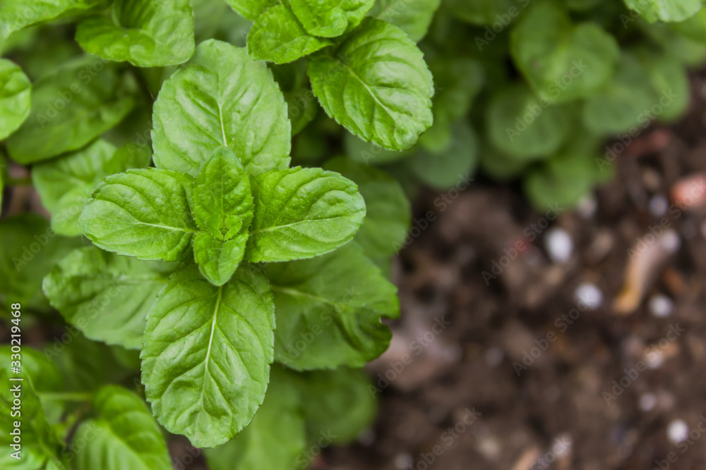 Peppermint Plant in Herb Garden, Narrow Depth of Focus Peppermint Plant in Herb Garden, Narrow Depth of Focus