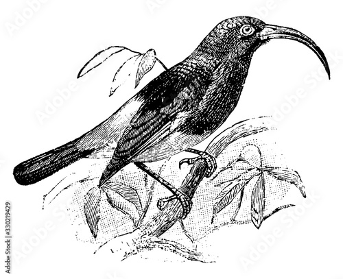 Sickle Billed Sunbird, vintage illustration. photo