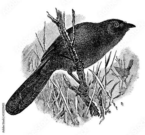 Wrentits, vintage illustration.