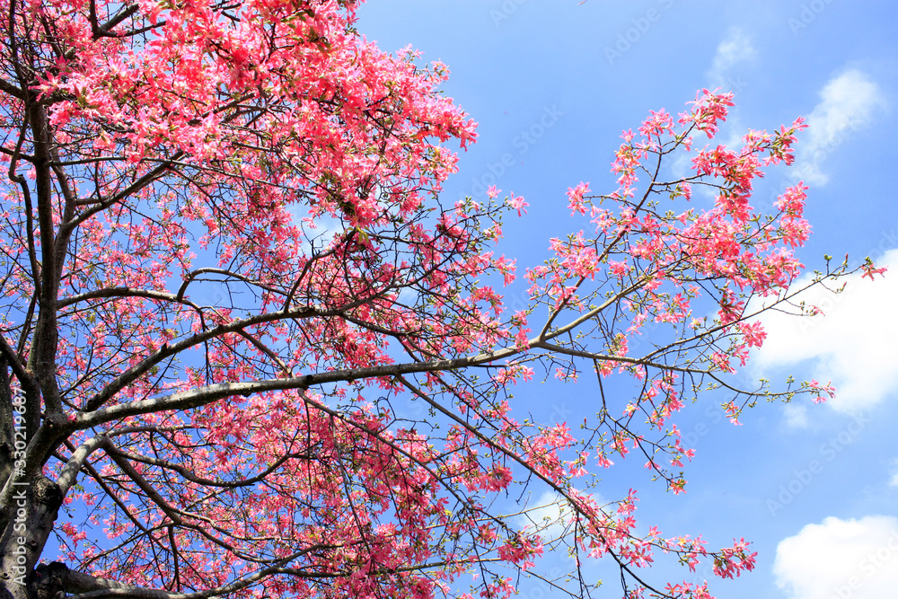 Tree with flowers in front of  blue sky