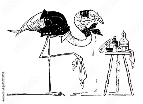 Flamingo, vintage illustration