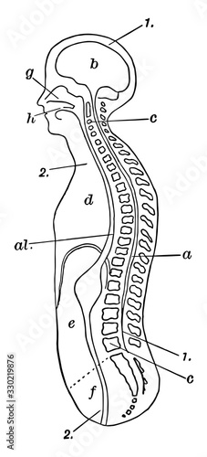 Trunk and Head of Human Body, vintage illustration