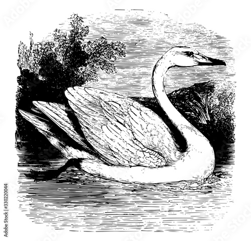 Mute Swan, vintage illustration.