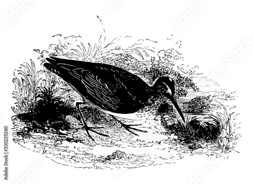 Broad Billed Sandpiper, vintage illustration.