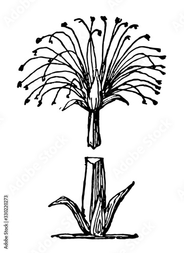 Papyrus is a frequent form in Egyptian ornament, vintage engraving.