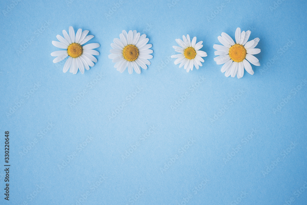 Fototapeta premium Margeriten, Gänseblümchen - Blüten auf buntem Karton, Vorlage für Design, Hintergrund mit Textfreiraum