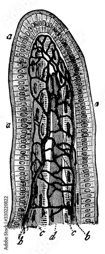 Intestinal Villus, vintage illustration.