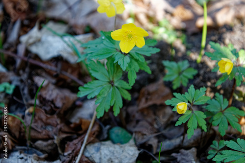  yellow woodland anemone