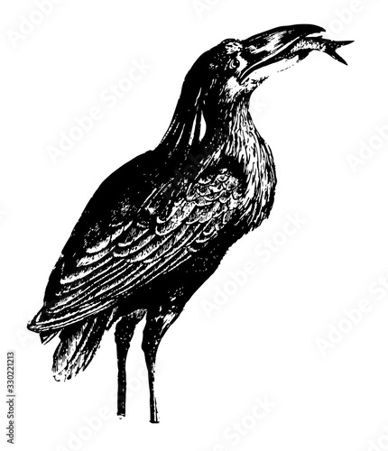 Boatbill Heron, vintage illustration.