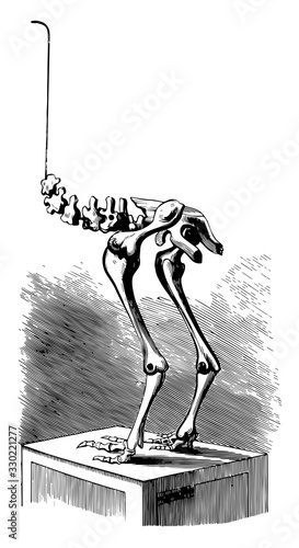 Moa skeleton, vintage illustration.