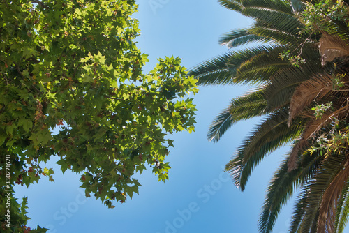 Tropical tree in a city park on a warm summer day