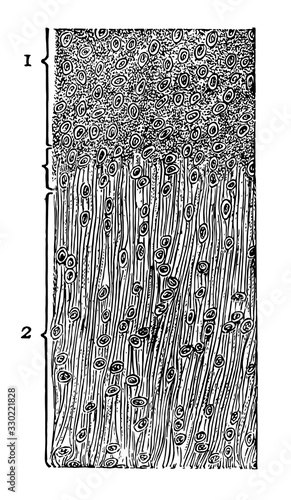 Longitudinal section of cartilage, vintage illustration