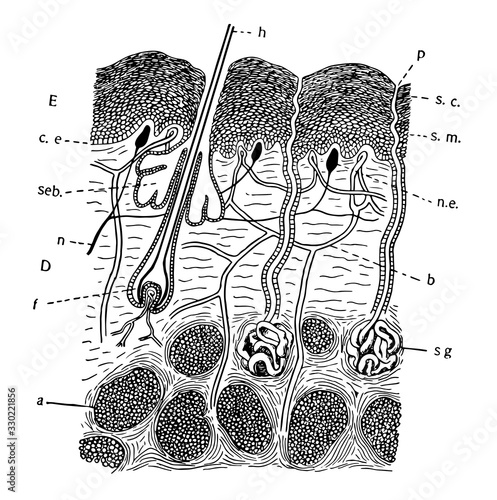 Mammal Skin, vintage illustration