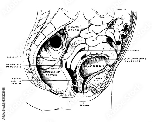 Female Pelvis, vintage illustration.