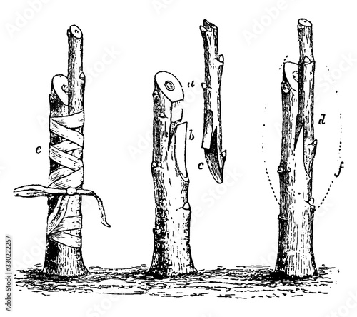Whip Grafting, vintage illustration.