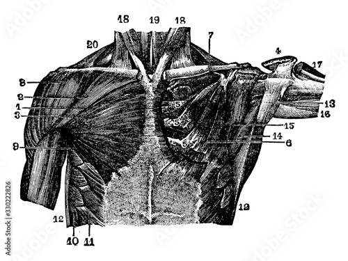 Muscles of the Thoracic Region, vintage illustration.