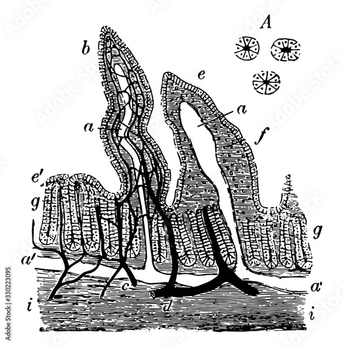 Rabbit's Intestinal Mucous Membrane, vintage illustration photo