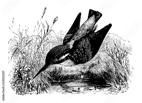 European Kingfisher, vintage illustration.
