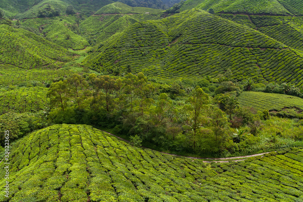 Boh Tea Plantation view from high place at Cameron Highlands