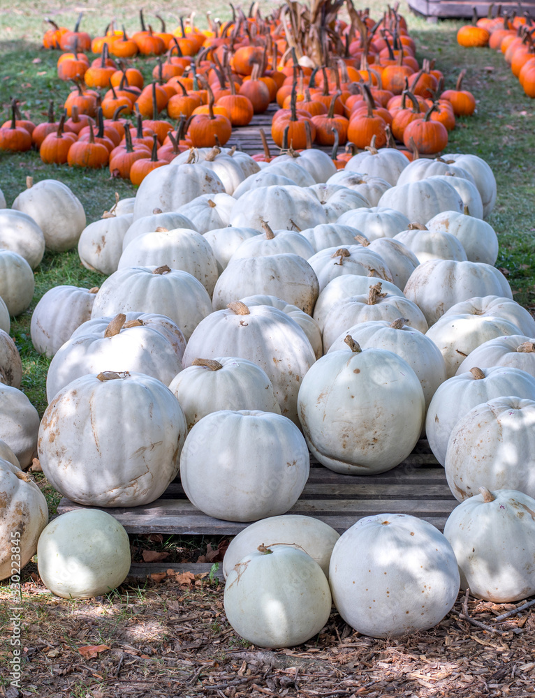 Orange and white pumpkins harvest is on sale at a rural farm