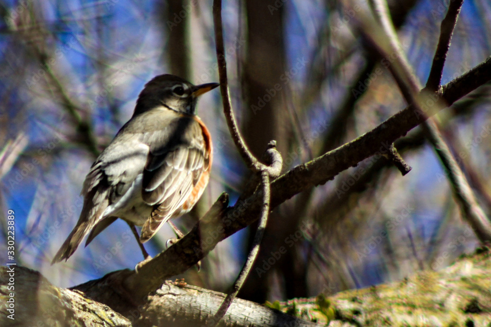 American Robin American Robin