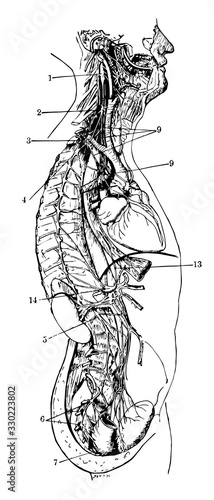 General View of the Sympathetic Nervous System, vintage illustration.