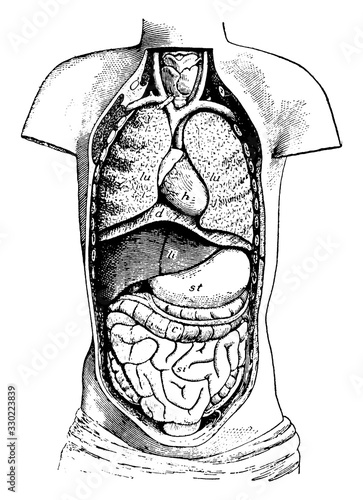 Ventral Cavity of the Body, vintage illustration