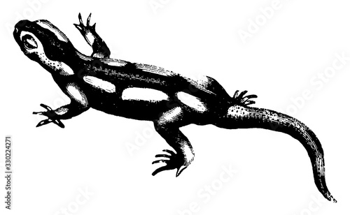 Salamander, vintage illustration.