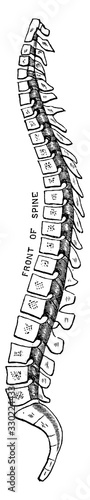 Spine, vintage illustration