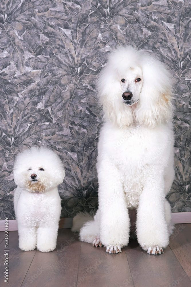 Graceful white Standard Poodle dog (Scandinavian lion show clip) sitting indoors on a laminate wooden floor next to a cute Bichon Frise dog with a stylish haircut (show cut)