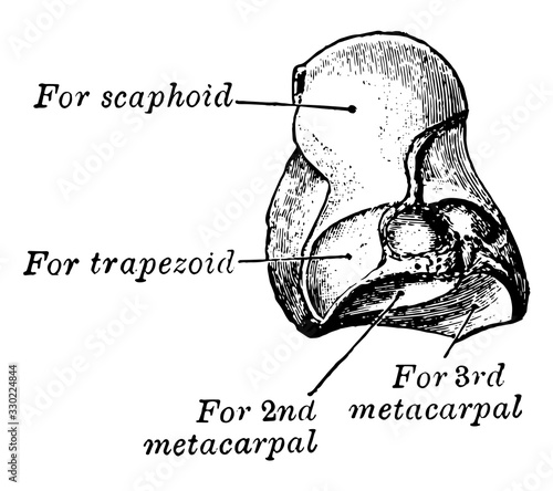Os Magnum, vintage illustration.