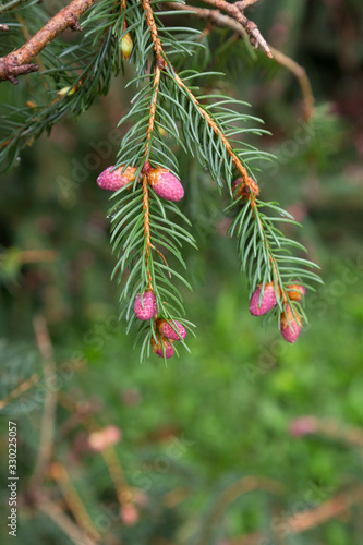 pink spruce tree buds