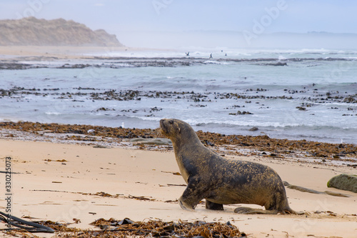 Sea lion on the beach at Catlins coast, South Island, New Zealand