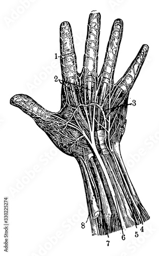 Hand, vintage illustration