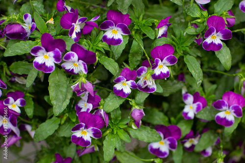 purple pansy flowers in the summer outside
