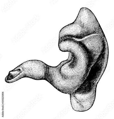 External auditory canal, vintage illustration.