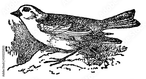 Snow Bunting, vintage illustration.
