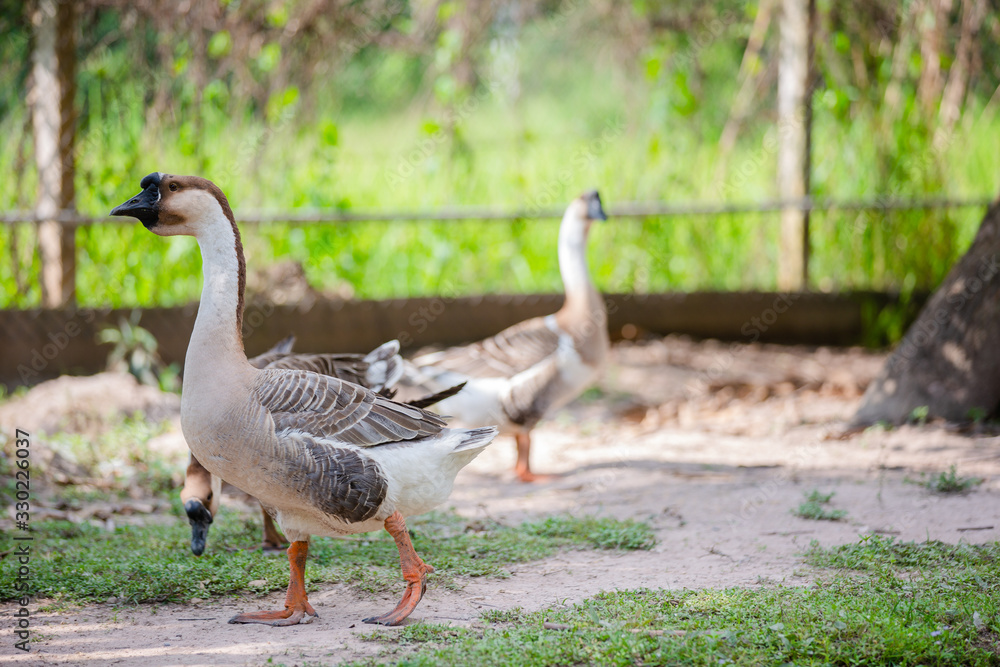 Geese are looking for food in the garden Geese are looking for food in the garden