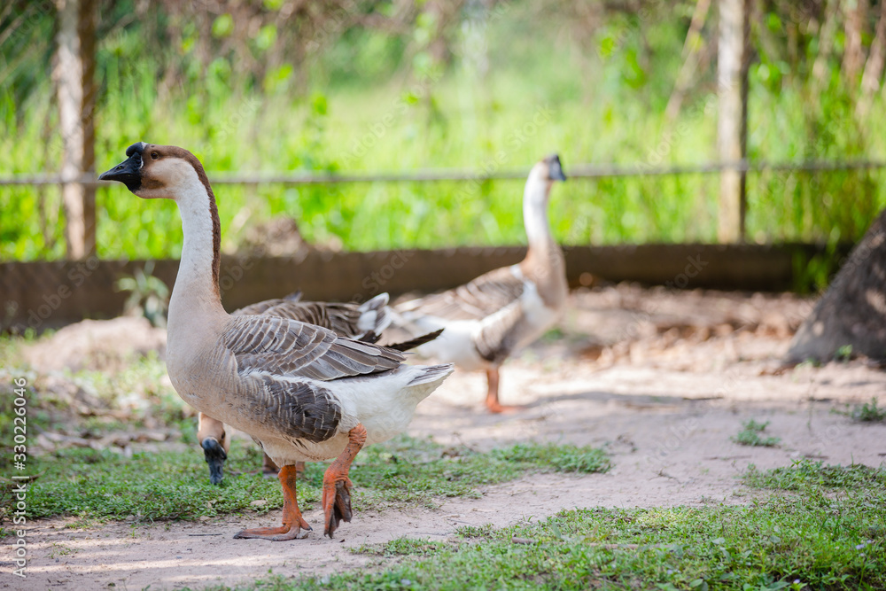 Geese are looking for food in the garden Geese are looking for food in the garden