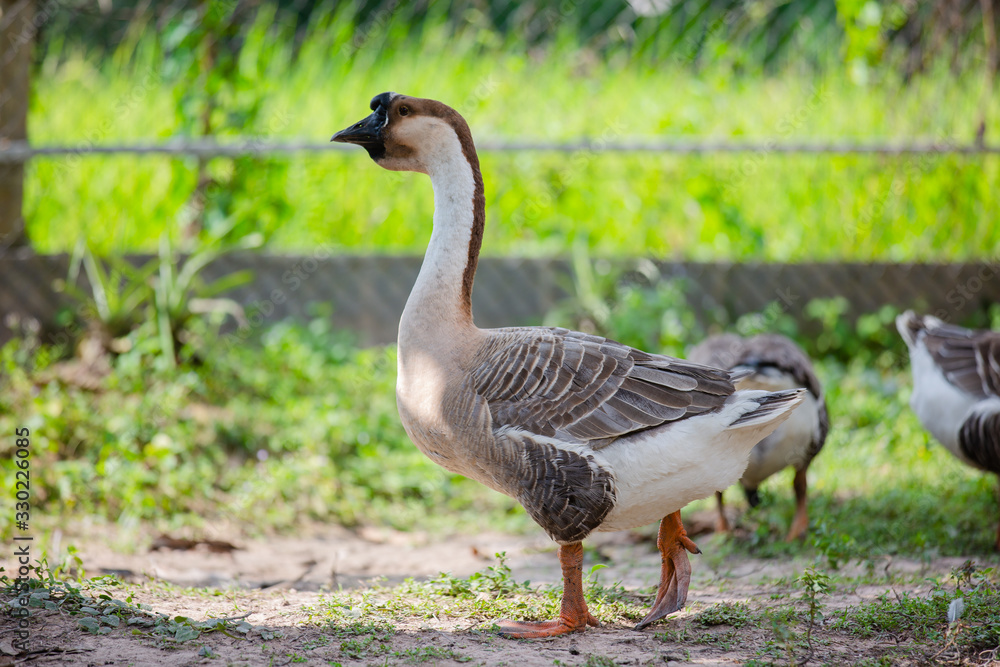 Geese are looking for food in the garden Geese are looking for food in the garden