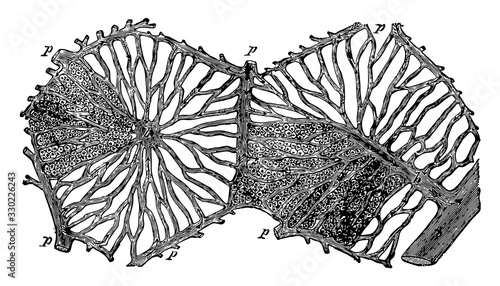 Hepatic Lobules of the Liver, vintage illustration.